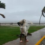 Hurricane Melissa hits Jamaica: how to help