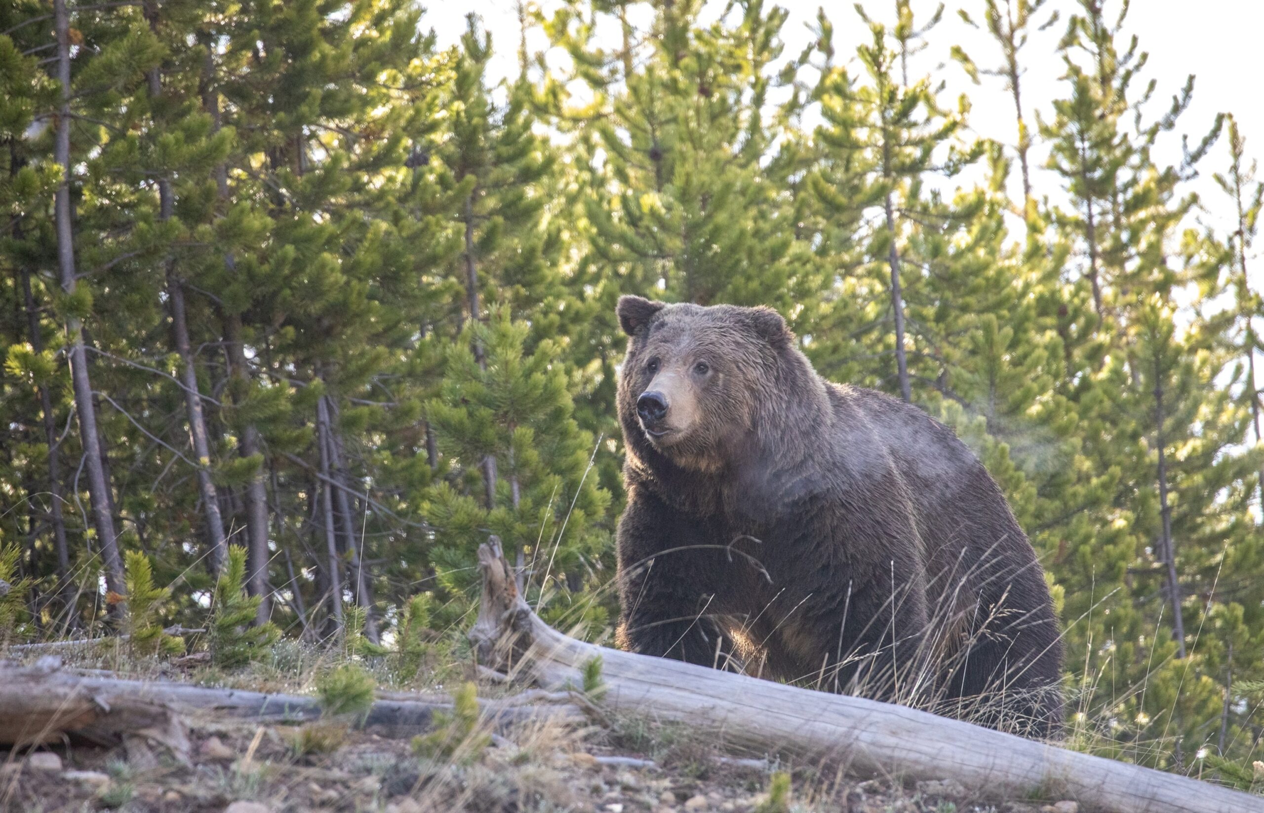 Grizzly bear attack reported in the Canadian province of British Columbia